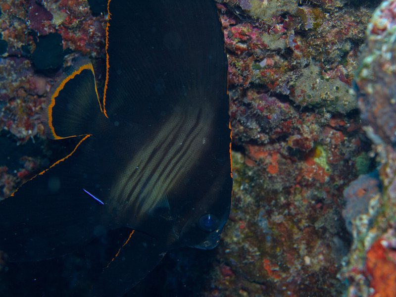 Batfish, Coral Fan Garden